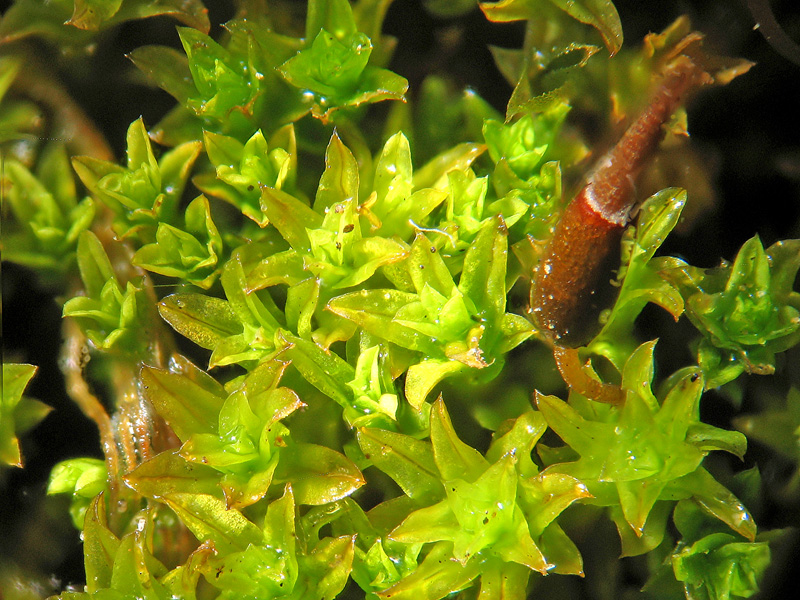 Muschietto... cfr. Barbula unguiculata